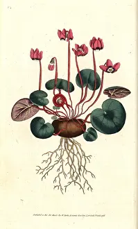 Cyclamen: Round-leaved cyclamen, Cyclamen coum