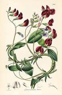 Everlasting: Round-leaved everlasting pea, Lathyrus rotundifolius