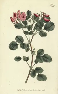 Stephen Couchman: Round-leaved restharrow, Ononis rotundifolia