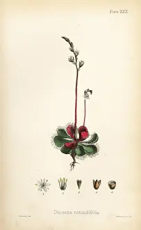 Rotundifolia: Round-leaved sundew, Drosera rotundifolia