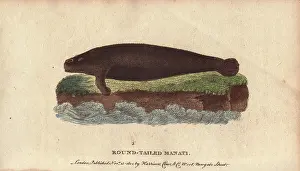 Trichechus: Round-tailed manati or manatee, Trichechus manati