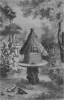 Beehives: ROUND THATCHED BEEHIVE