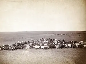 Fourche: Round-up scenes on Belle Fourche, Dakota ?