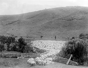 Kiwi: ROUNDING UP SHEEP