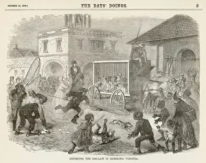 Catchers: ROUNDING UP STRAY DOGS