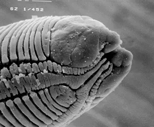 Nematode: Roundworm