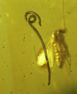 Nematode: Roundworm in Baltic amber