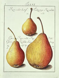 Pyrus: Rousselet hatif, pear