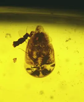 Teardrop: Rove beetle in amber