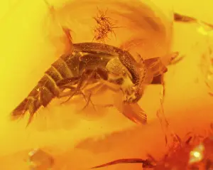 Amber: Rove beetle in amber