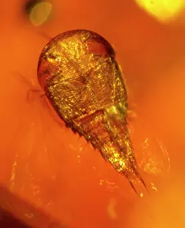 Amber: Rove beetle in amber