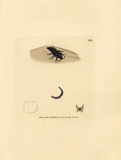 Concolor: Rove beetle, Velleius dilatatus