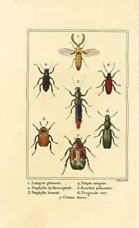 Malachite: Rove and chafer beetles