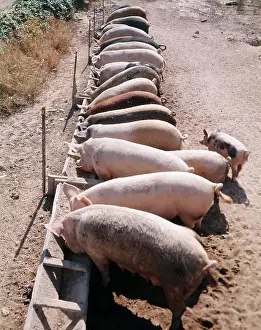 Pigpen: ROW OF PIGS FEEDING FROM TROUGH ON FARM