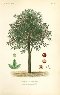 Oudet: Rowan or mountain ash tree, Sorbus aucuparia