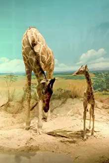 Giraffa: The Rowland Ward diorama