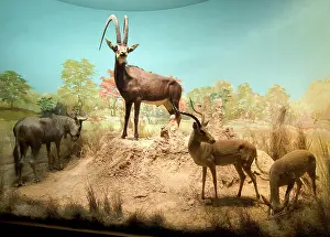 Melampus: The Rowland Ward Diorama