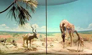 Giraffa: The Rowland Ward Diorama