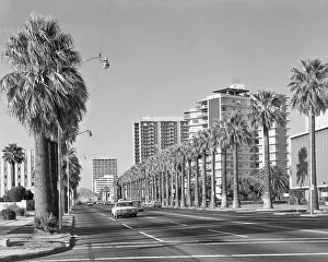 Crs001: Rows of Palm Trees Central Avenue Phoenix Az USA