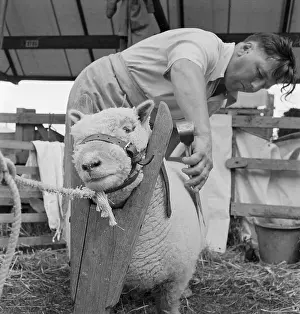 Southdown: The Royal Show 1954