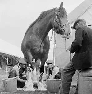 Wollaton: The Royal Show 1955