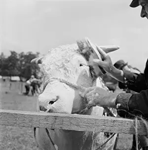 Wollaton: The Royal Show 1955