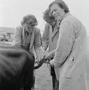 Plaiting: The Royal Show 1956