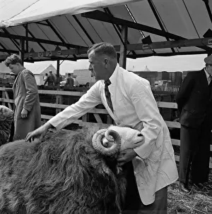 Rams: The Royal Show 1956