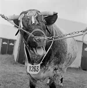 1263: The Royal Show 1956