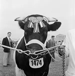 Friesian: The Royal Show 1957