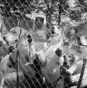 Beagles: The Royal Show 1957