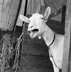 Bleating: The Royal Show 1957