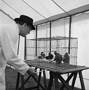 Fancier: The Royal Show 1958