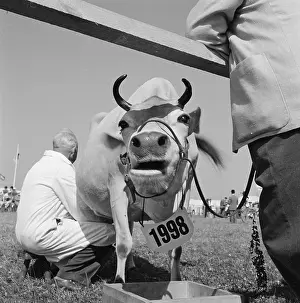 Milked: The Royal Show 1959