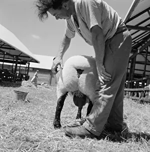 Shears: The Royal Show 1959