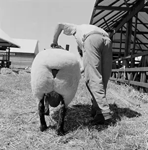 Shears: The Royal Show 1959