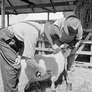 Shears: The Royal Show 1959