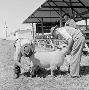 Shears: The Royal Show 1959