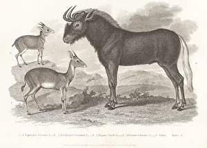 Orme And Brown: Royal antelope, bush duiker and white-tailed gnu