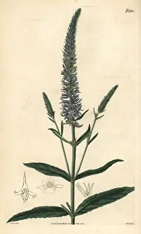 Subsp: Royal candles, Veronica spicata subsp. orchidea