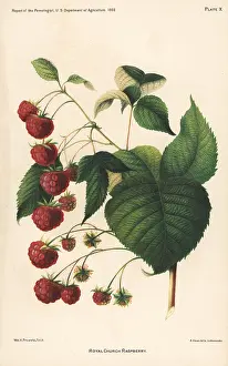 Raspberry: Royal Church raspberry, Rubus idaeus