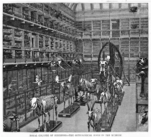 Skeletons: Royal College of Surgeon