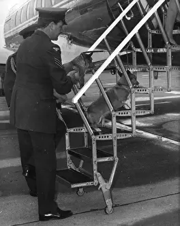 Princesss: Royal corgis helped up the aircraft steps