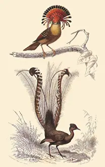 Regia: A Royal Flycatcher and a Lyre Bird