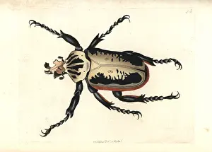 Goliathus: Royal goliath beetle, Goliathus regius