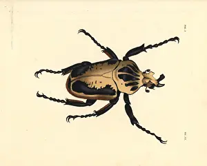 Goliathus: Royal goliath beetle, Goliathus regius