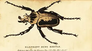 The Naturalists Pocket Magazine: Royal goliath beetle, Goliathus regius