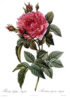 Provins: Royal Highness Provins Rose