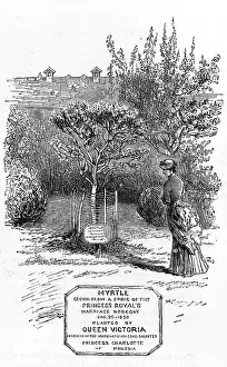 Myrtle: A royal myrtle at Osborne
