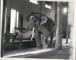 Whittier: Royal Pink Elephant in stable, Cambodia